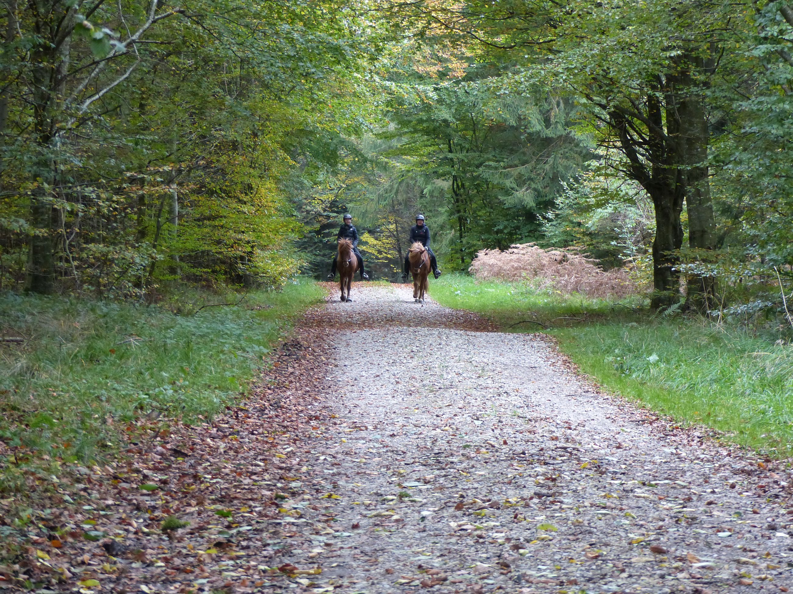 To personer til hest i Fussingø Skov