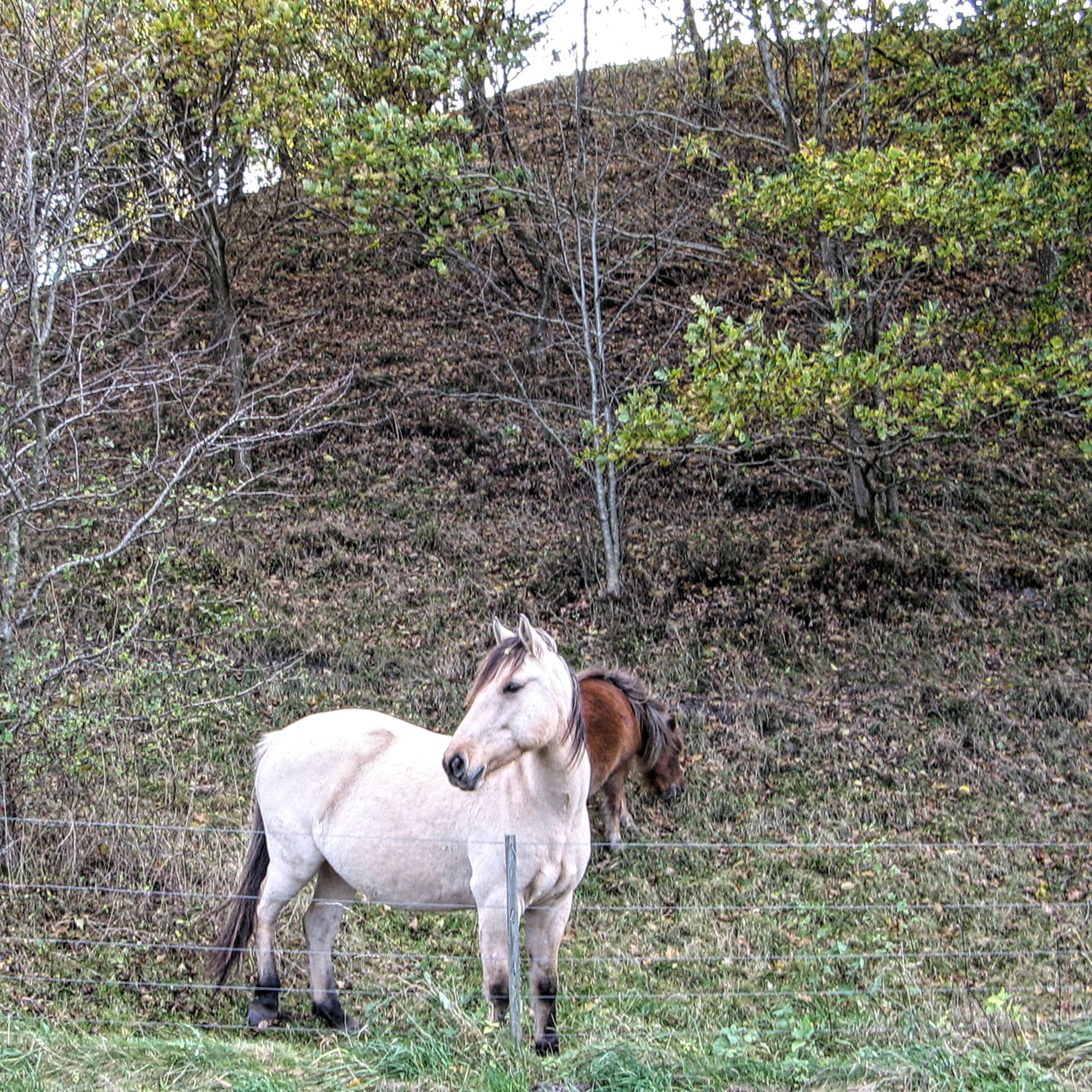Heste i Assentoft Bakker