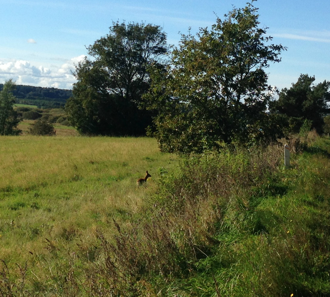 Dyr på engen ved Fussingø Skov