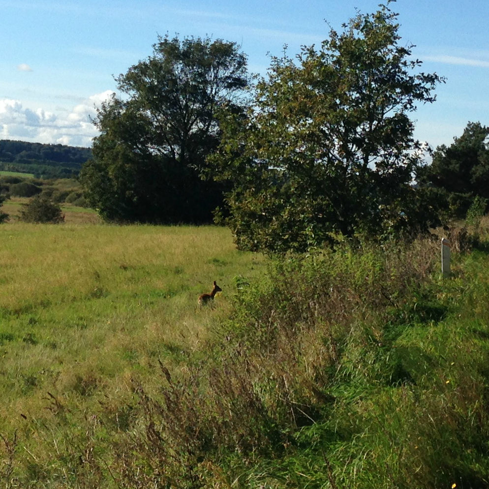 Dyr på engen ved Fussingø Skov