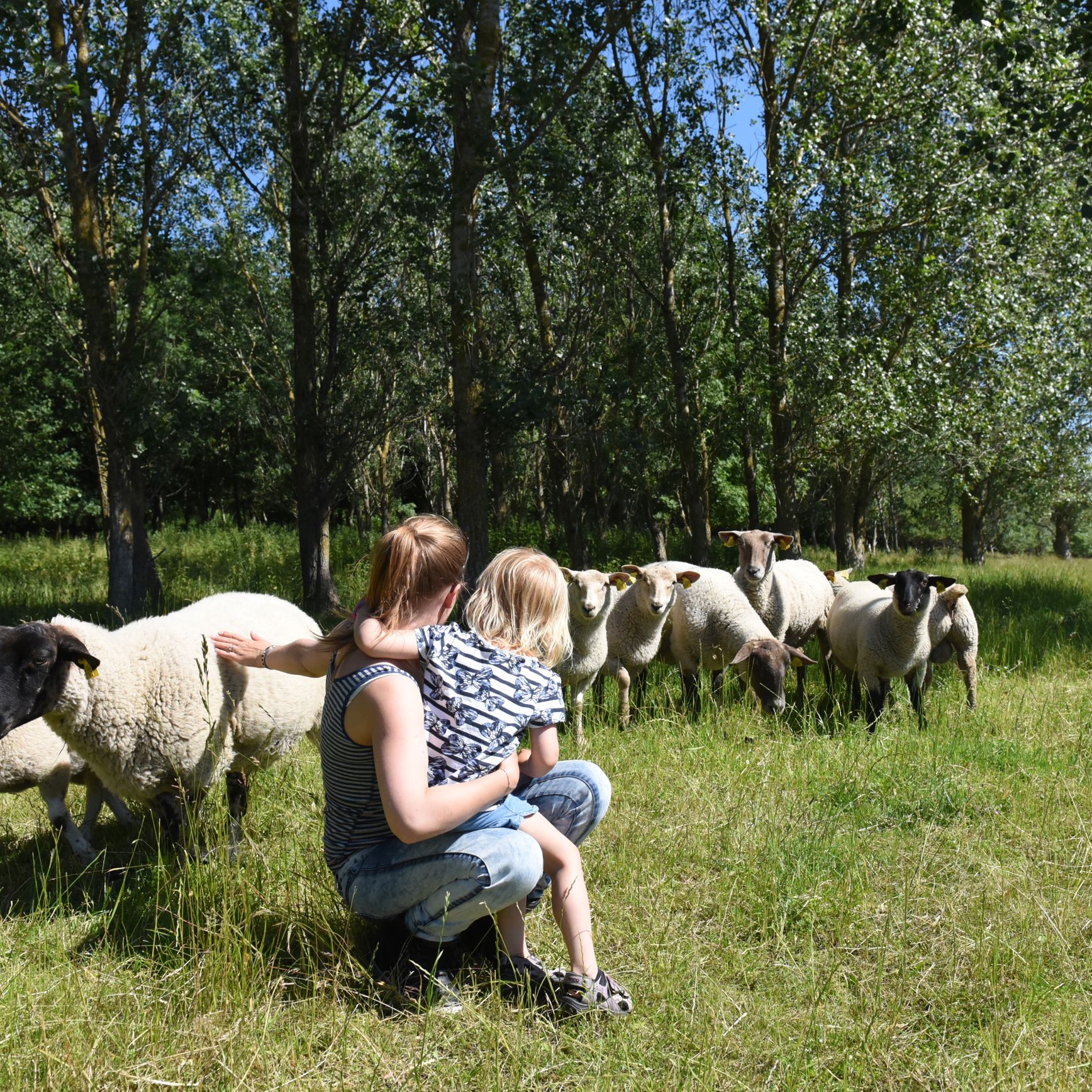 Mor og barn ved får i Skovholmen