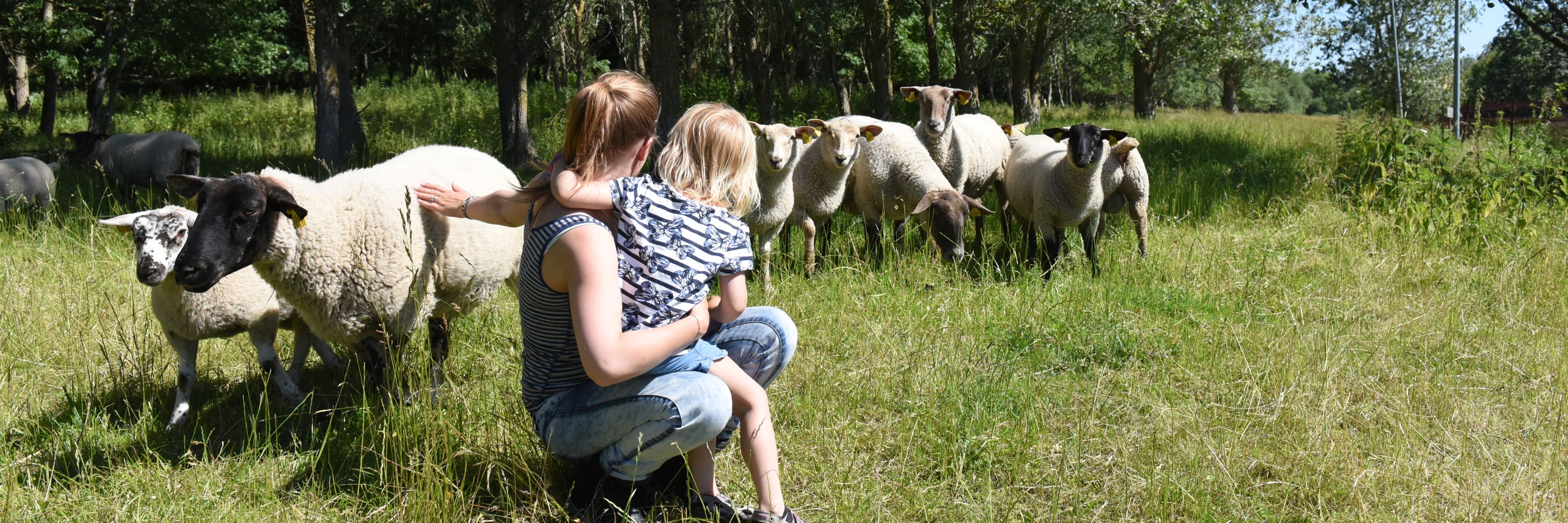 Mor og barn ved får i Skovholmen