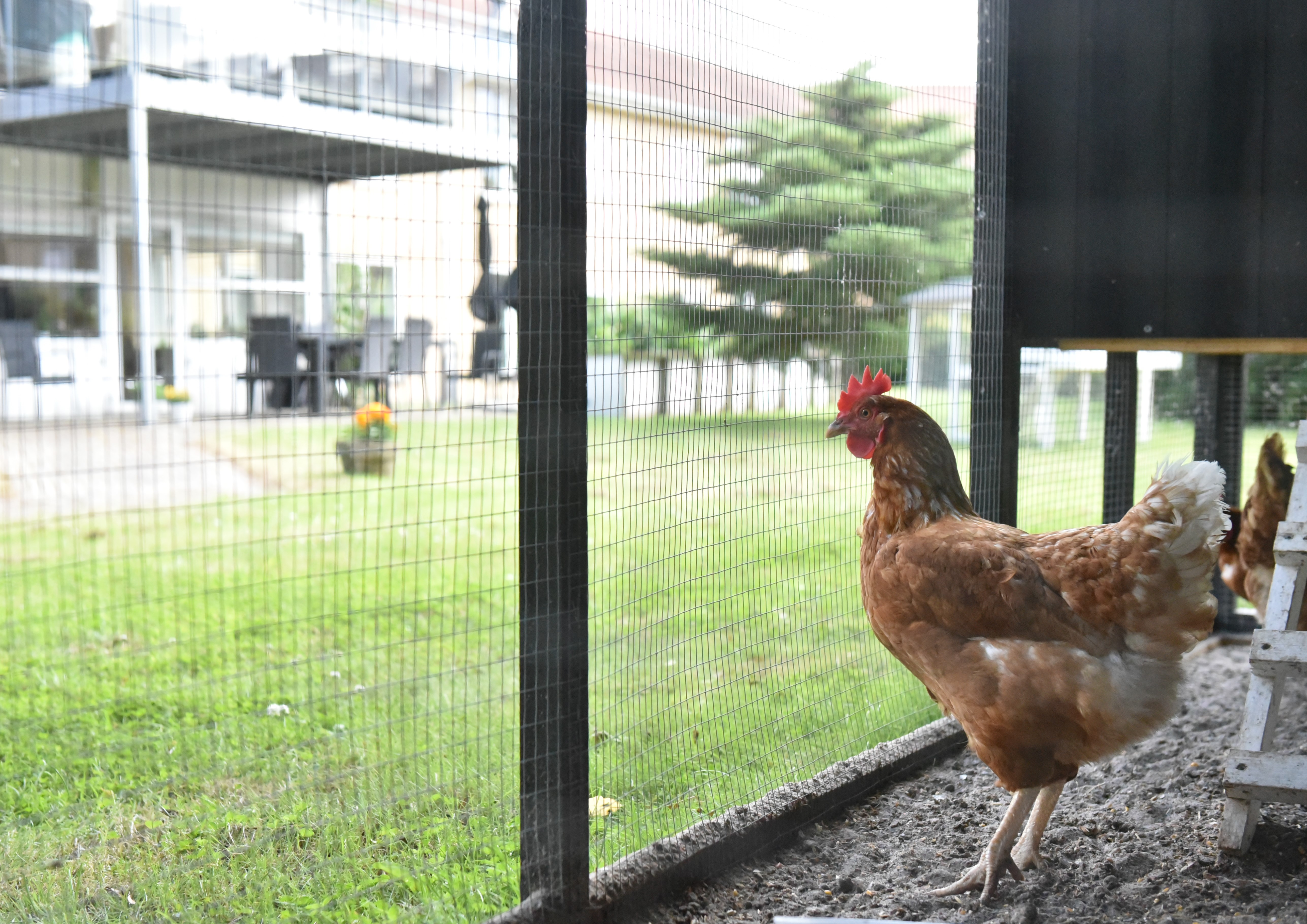 Høns på Borupvænget