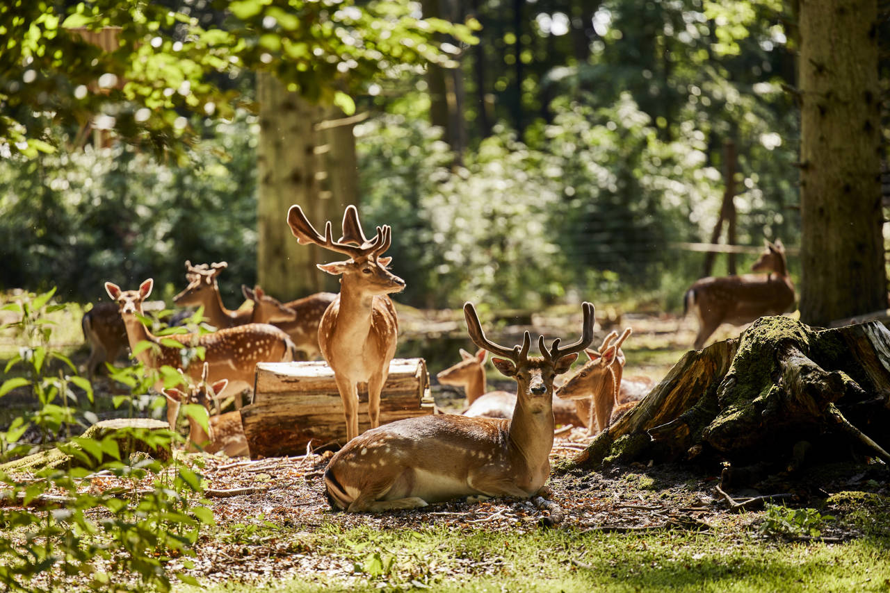 Dådyr i Randers Dyrehave