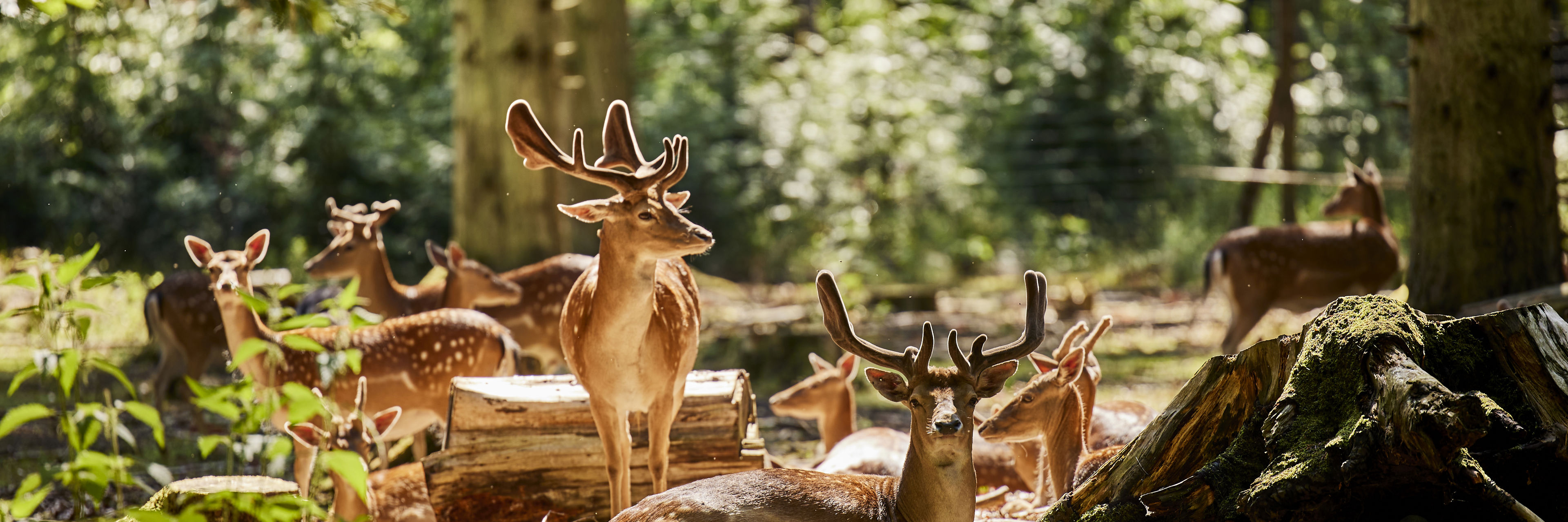 Dådyr i Randers Dyrehave