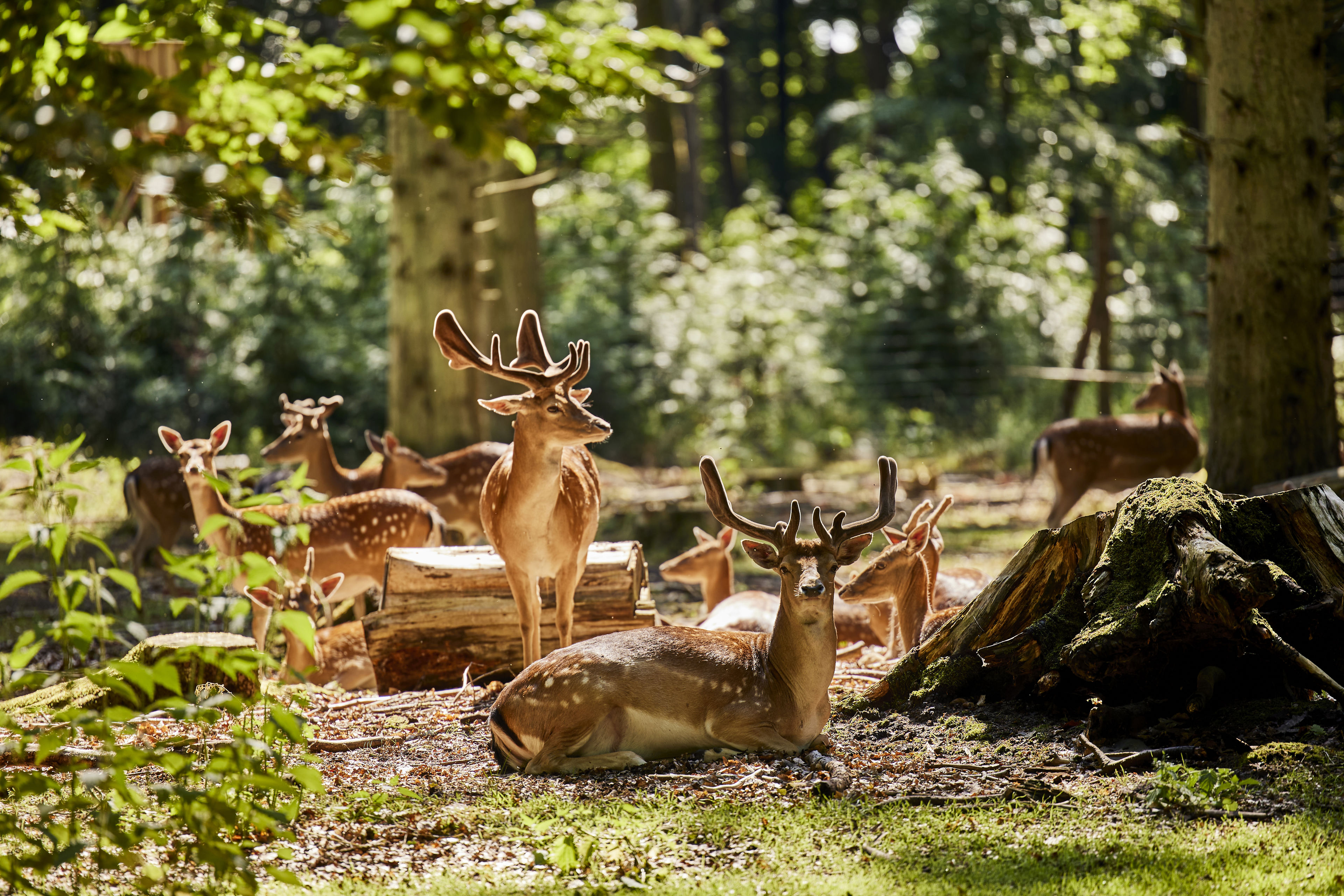 Dådyr i Randers Dyrehave