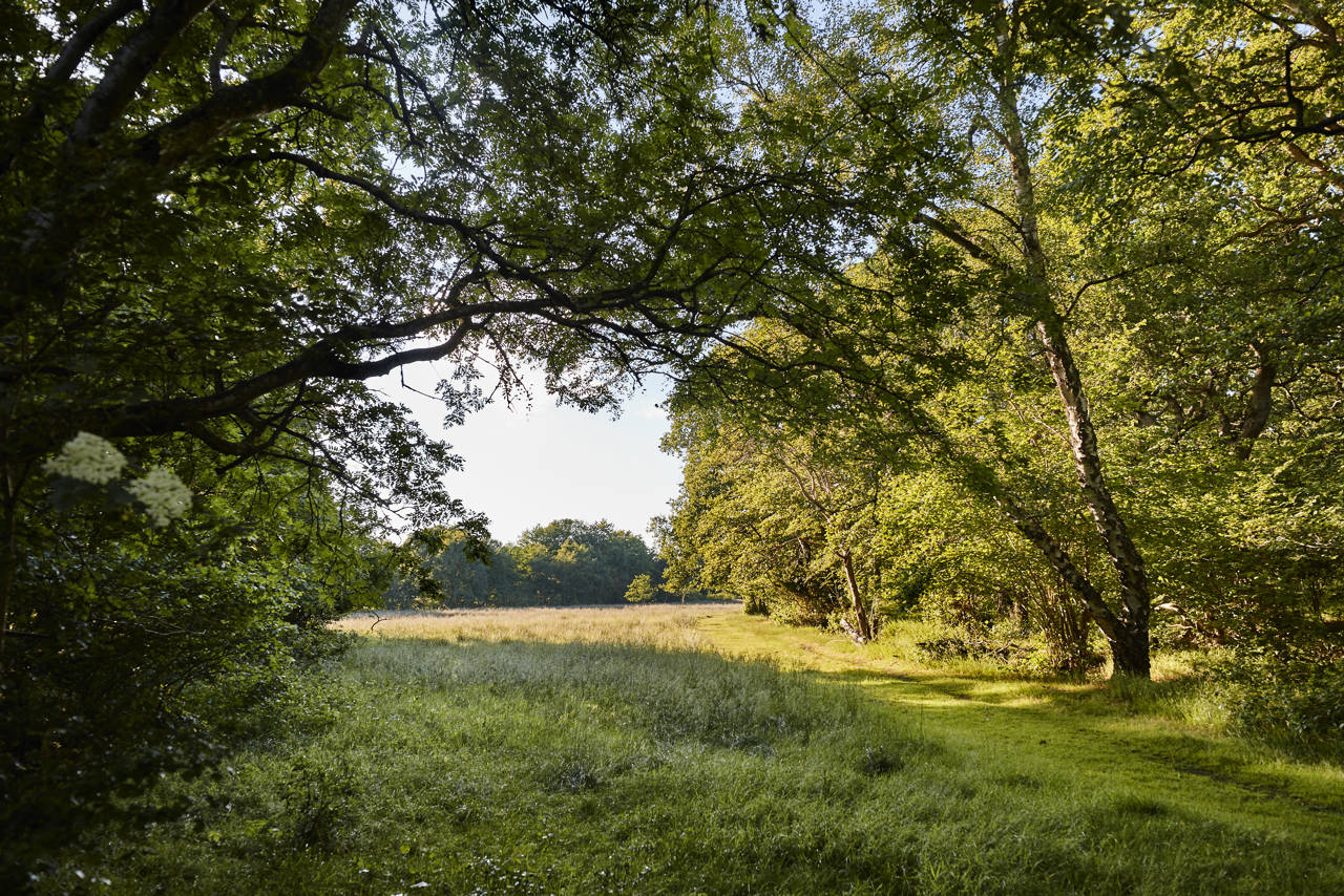 Egeskoven ved Langå