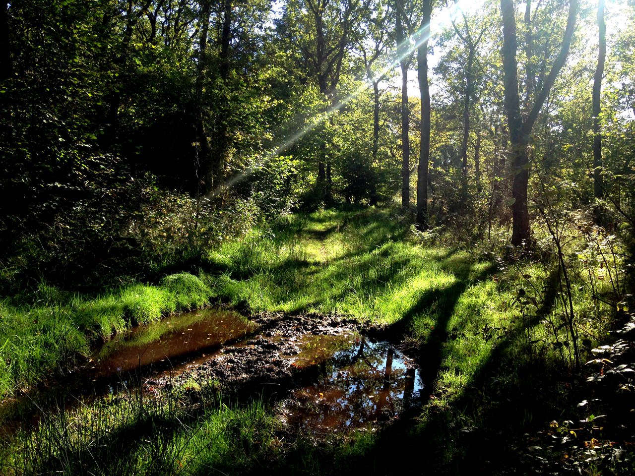 Egeskoven i Hvidding Krat