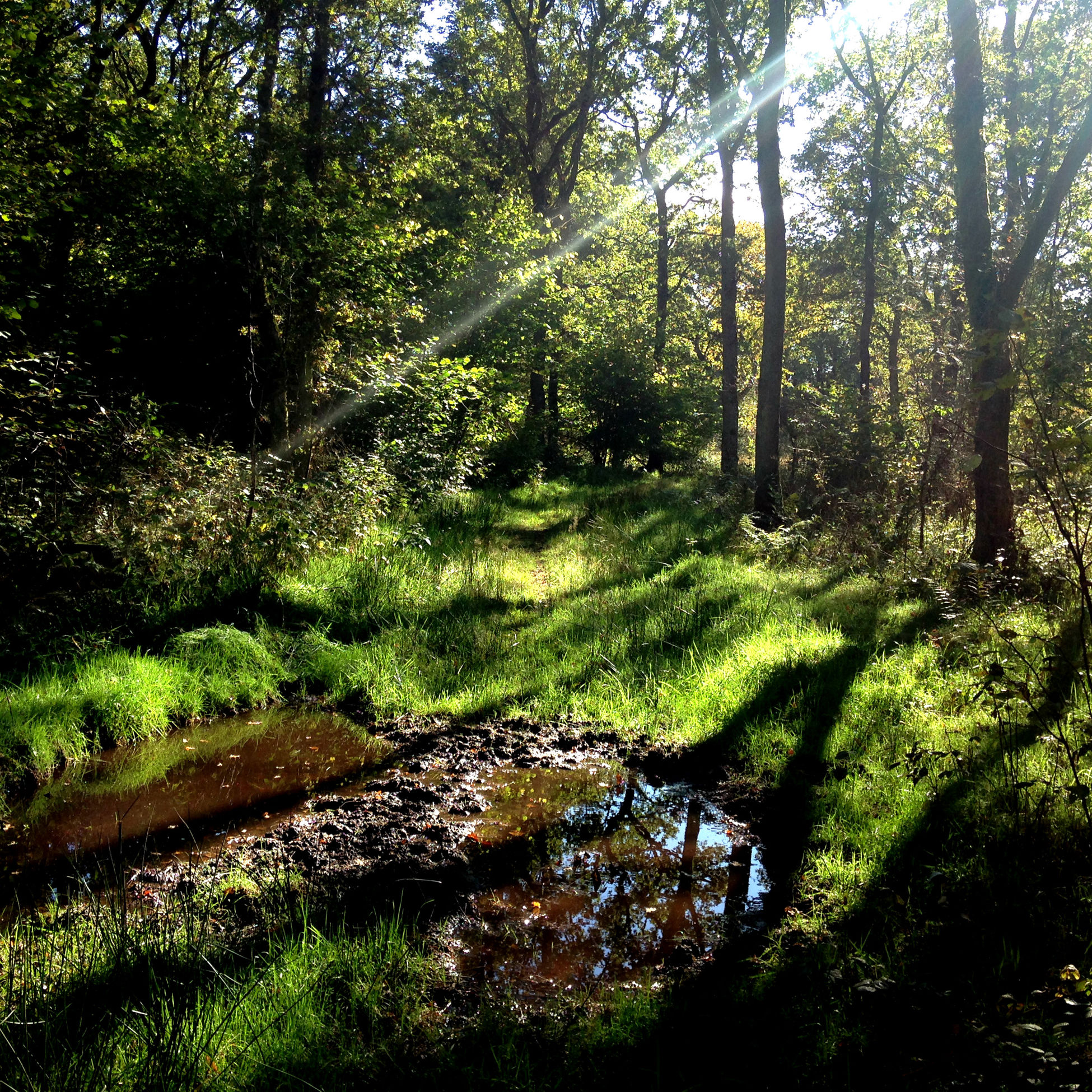 Egeskoven i Hvidding Krat