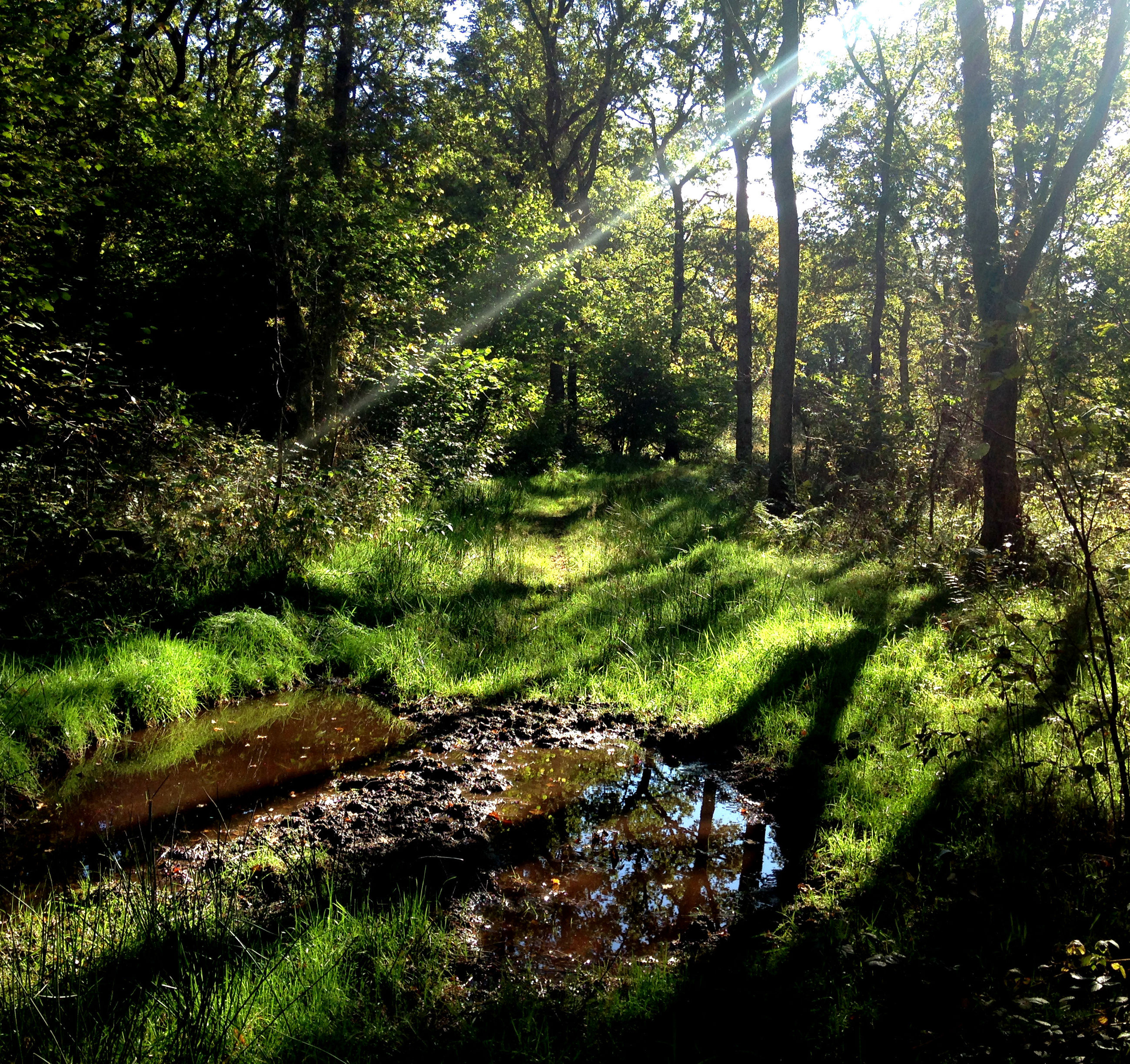 Egeskoven i Hvidding Krat