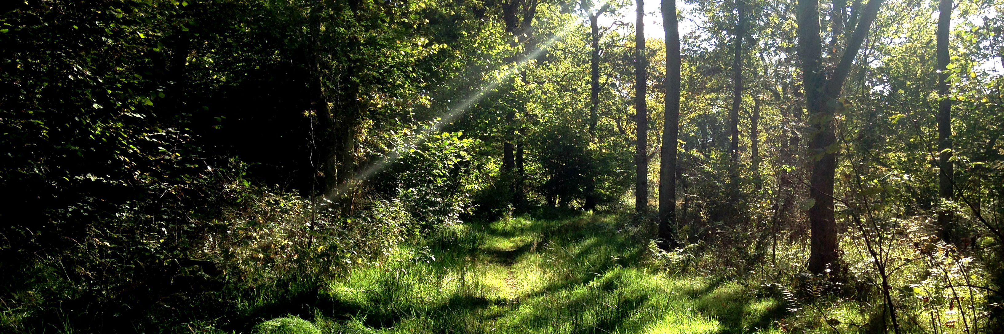 Egeskoven i Hvidding Krat