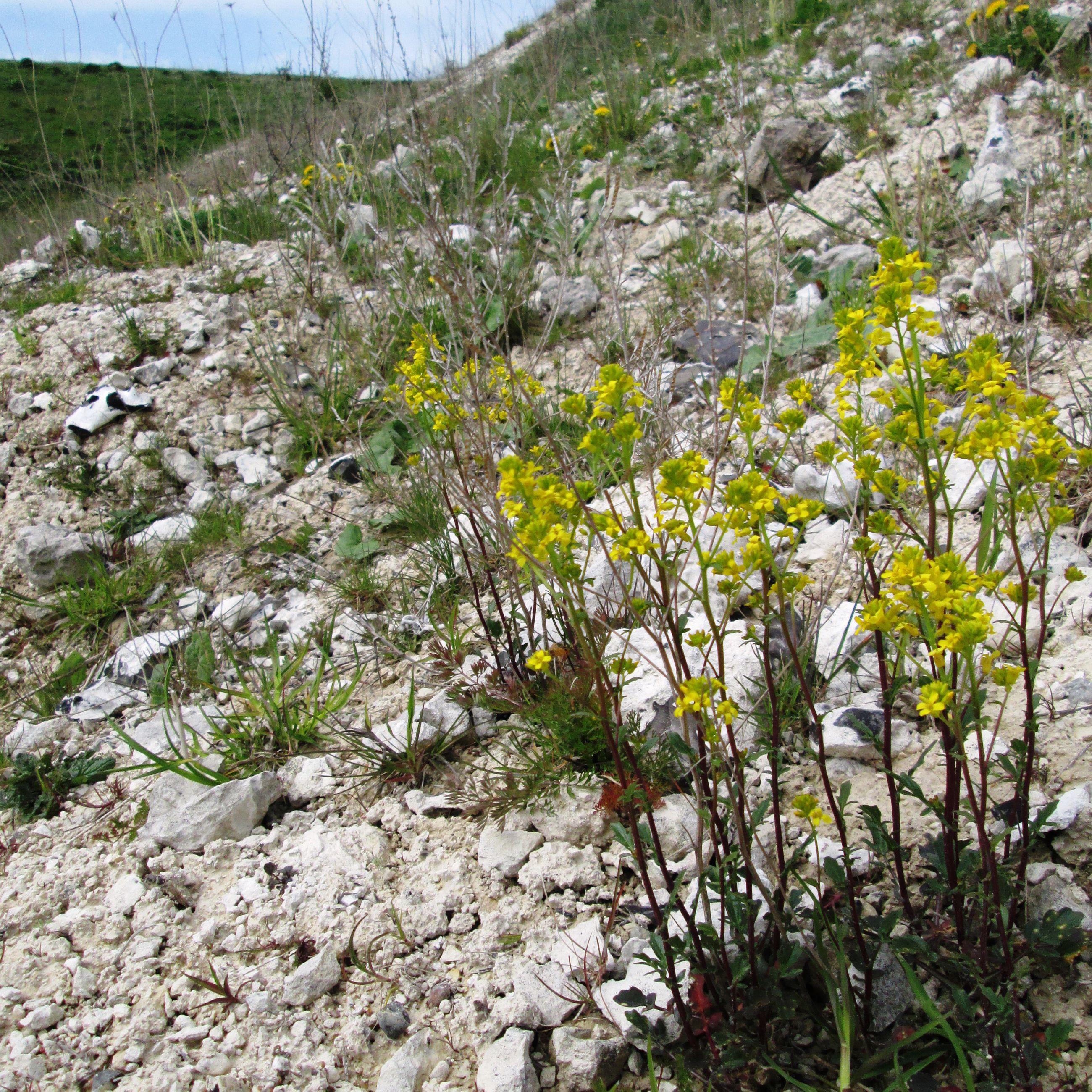 Blomster i Dalbyover Kalkgrav