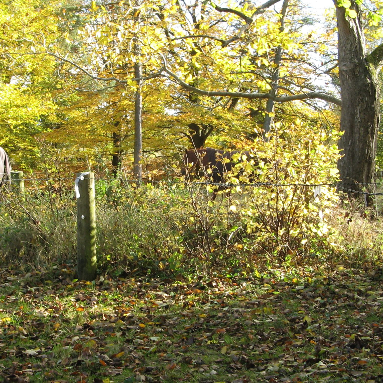 Heste i Romalt Bakker