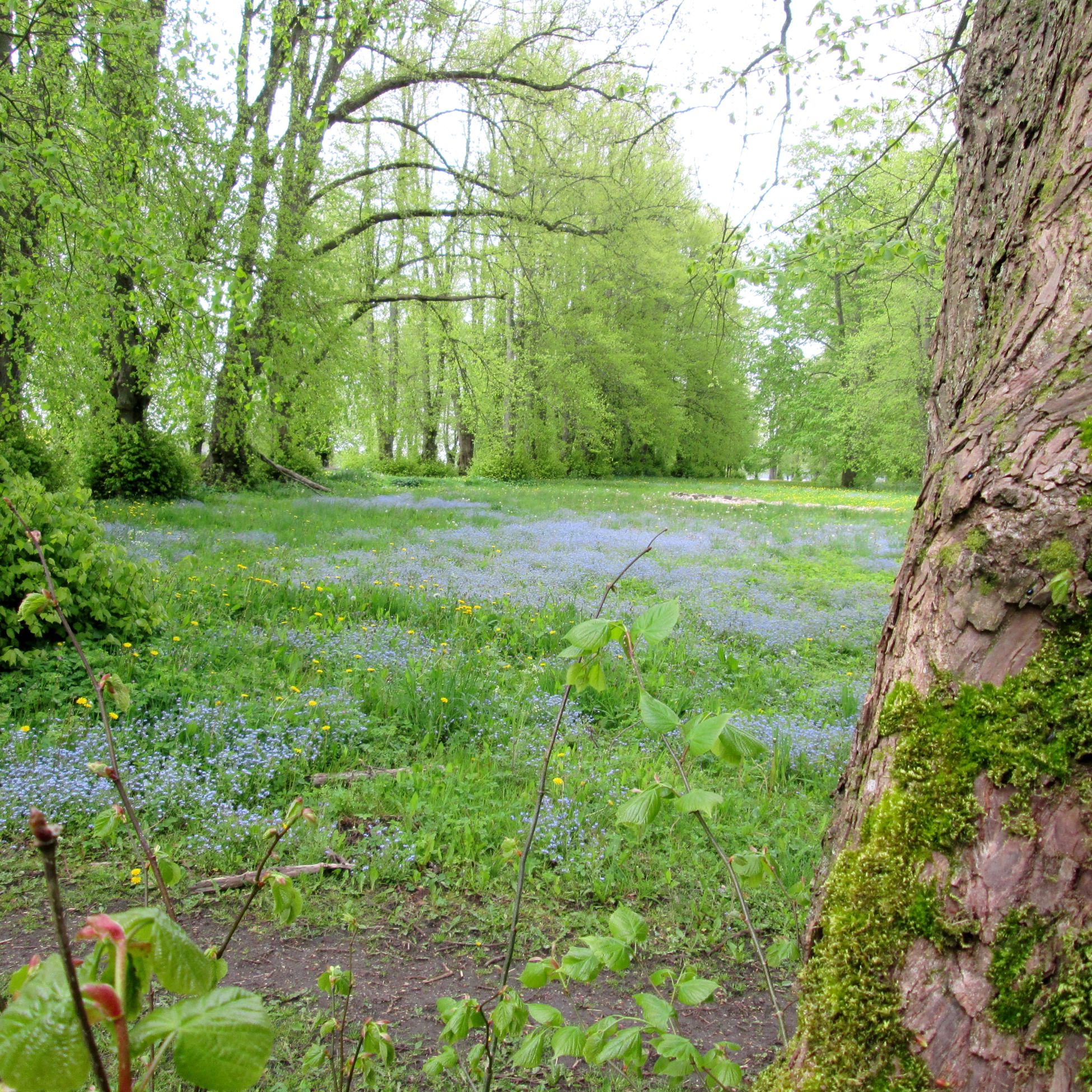 Eng ved Fussing Sø og Gammelhave