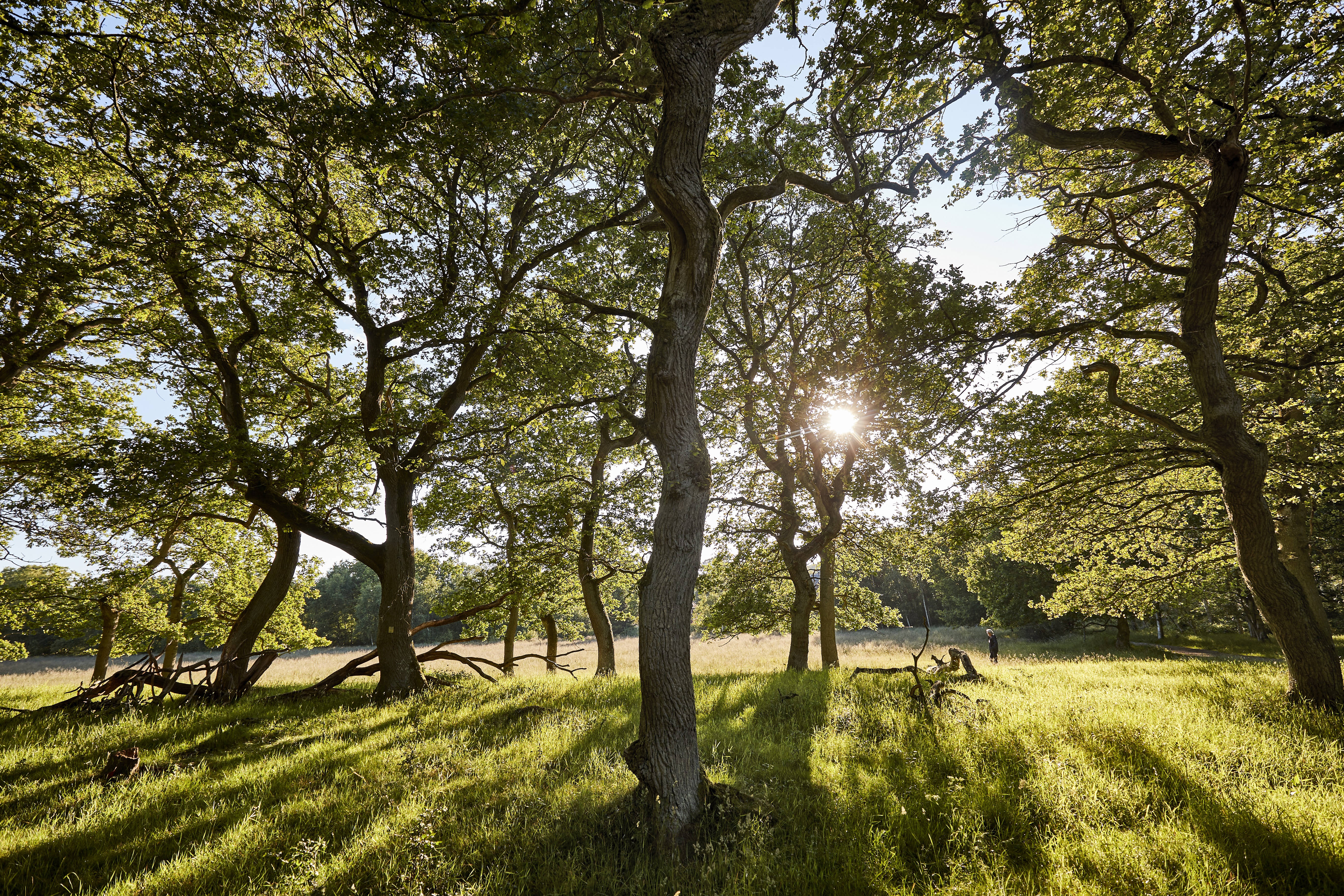 Egeskoven ved Langå