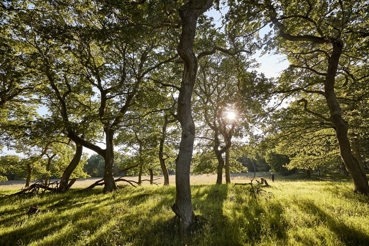 Egeskoven ved Langå