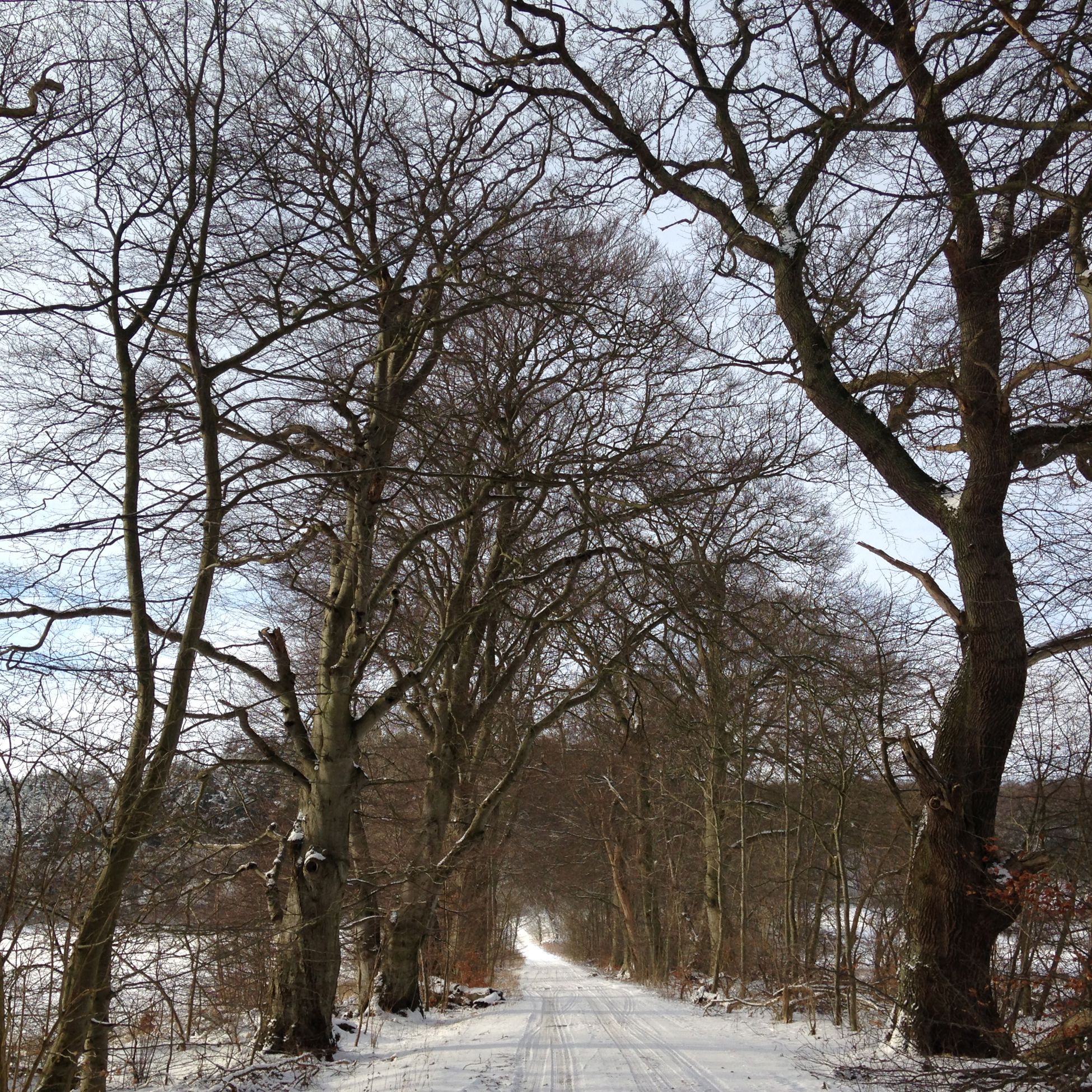 På travetur i lodsens fodspor - sti blandt træer