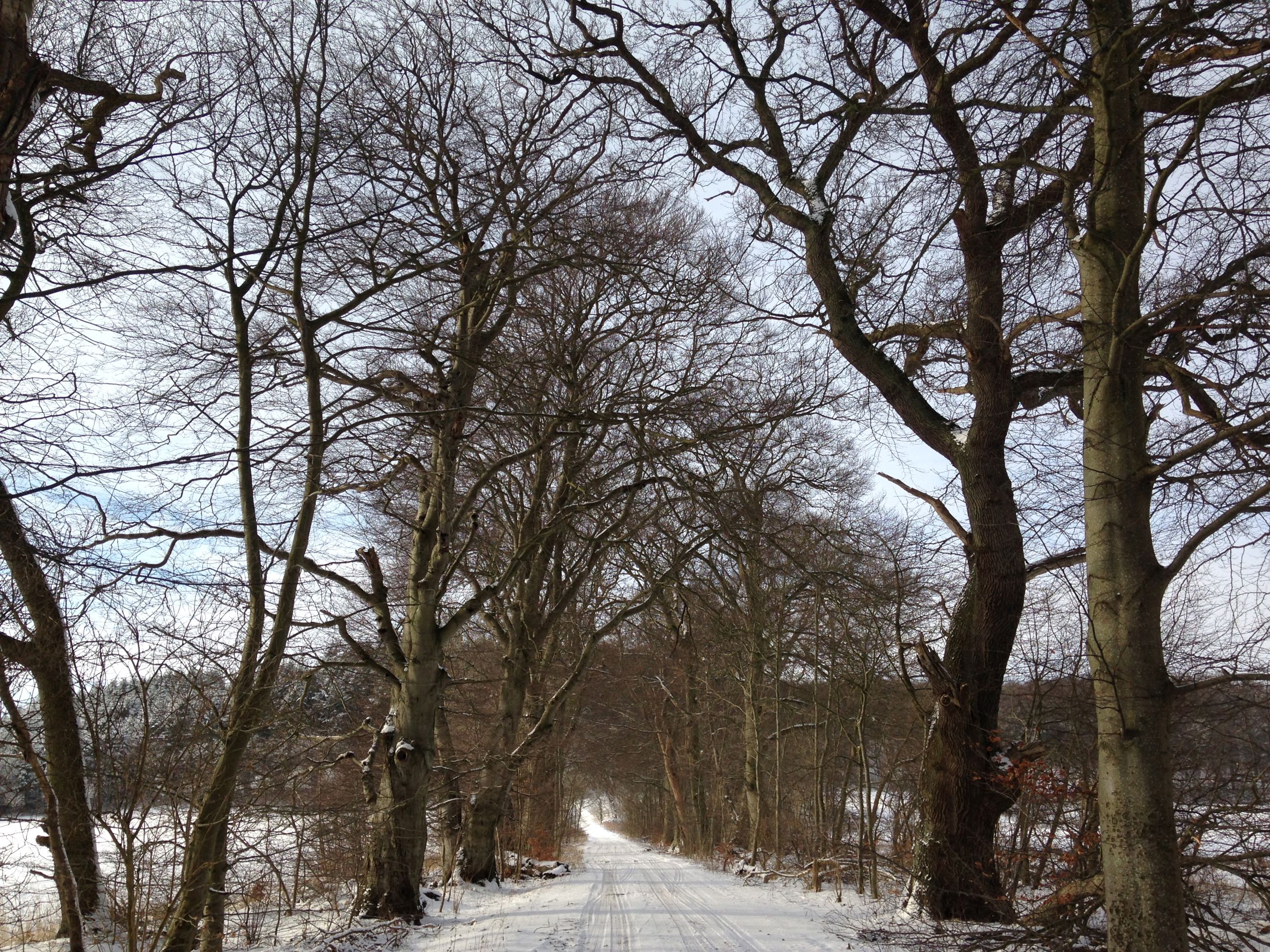 På travetur i lodsens fodspor - sti blandt træer