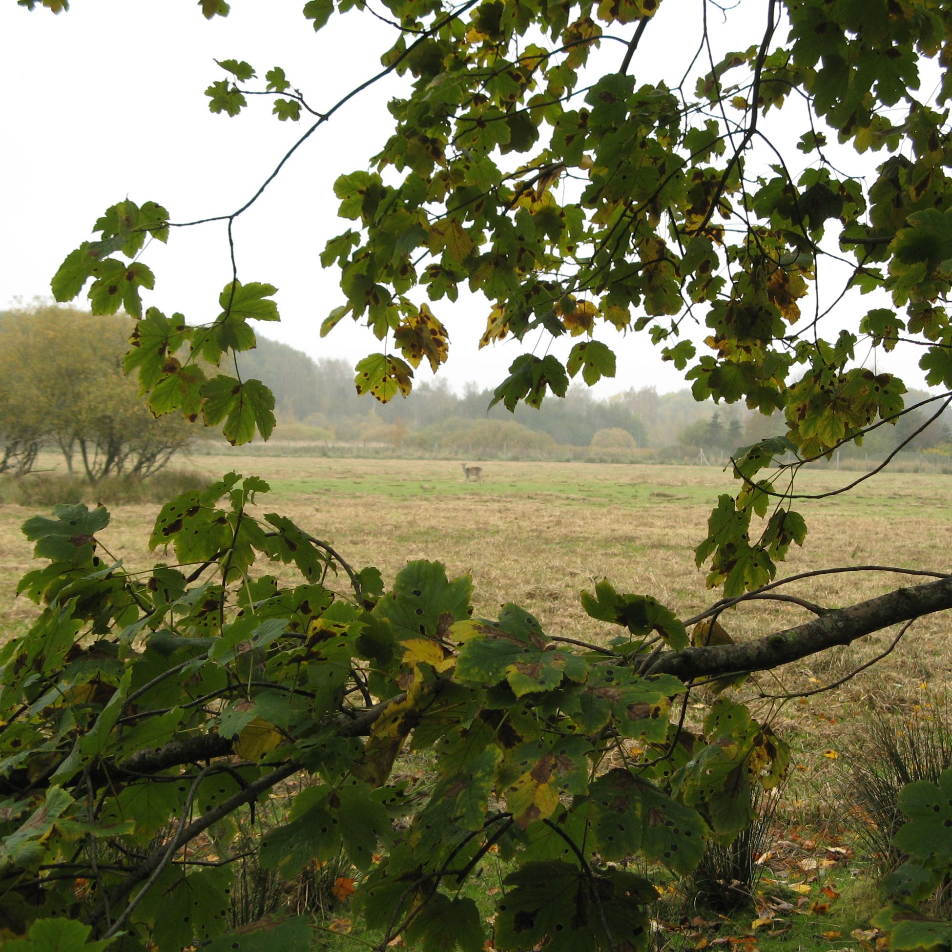 Mark med dådyr i Fladbro