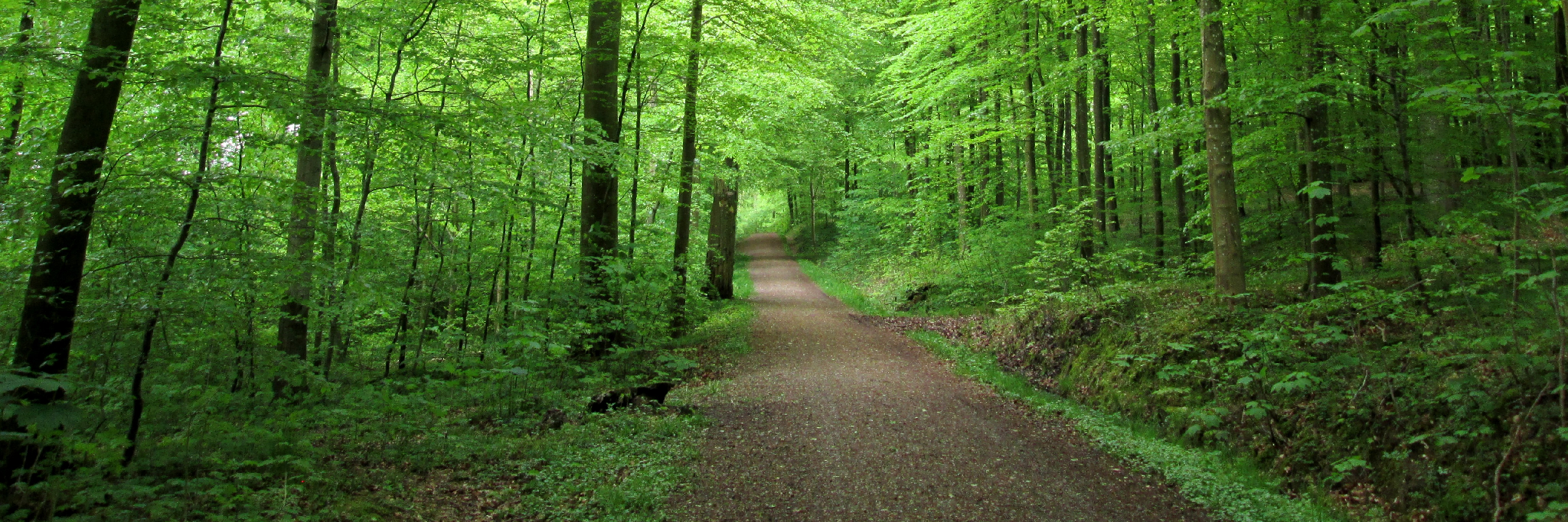 Fussingoe Sønderskov