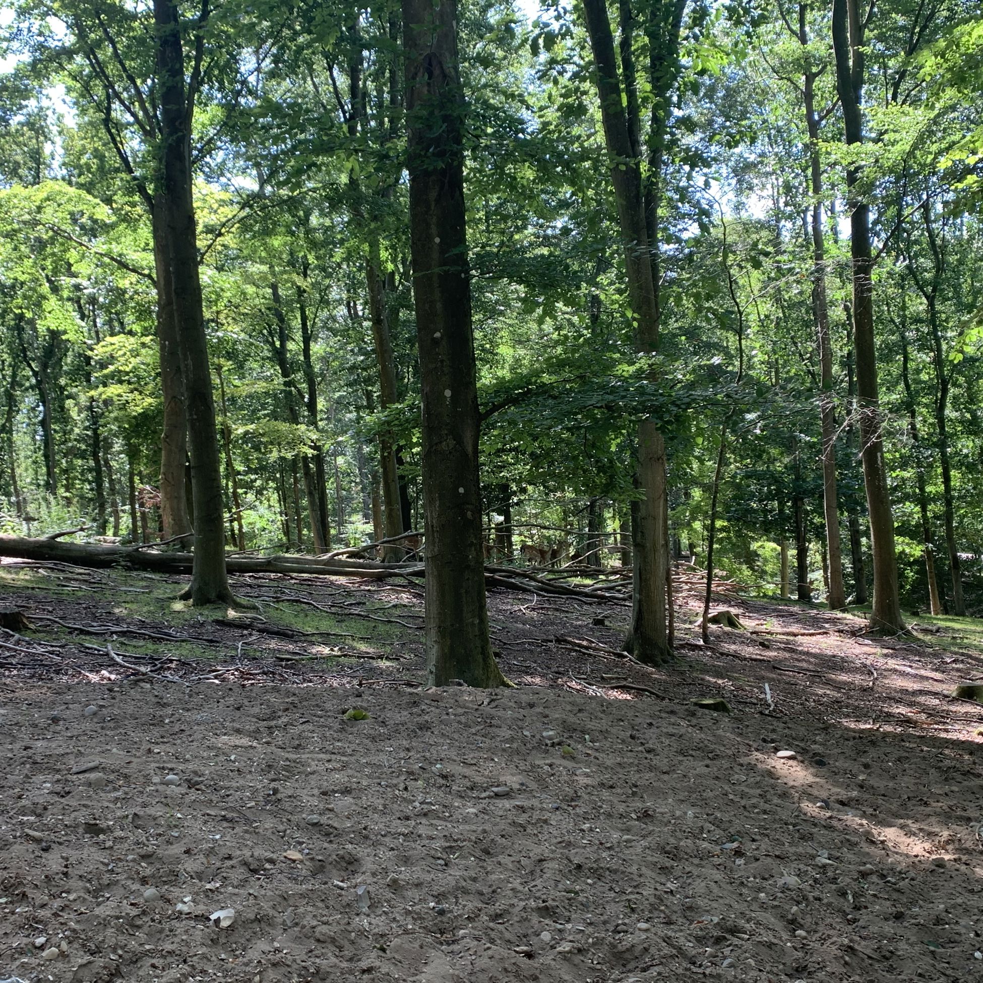 Dådyr i Randers Dyrehave