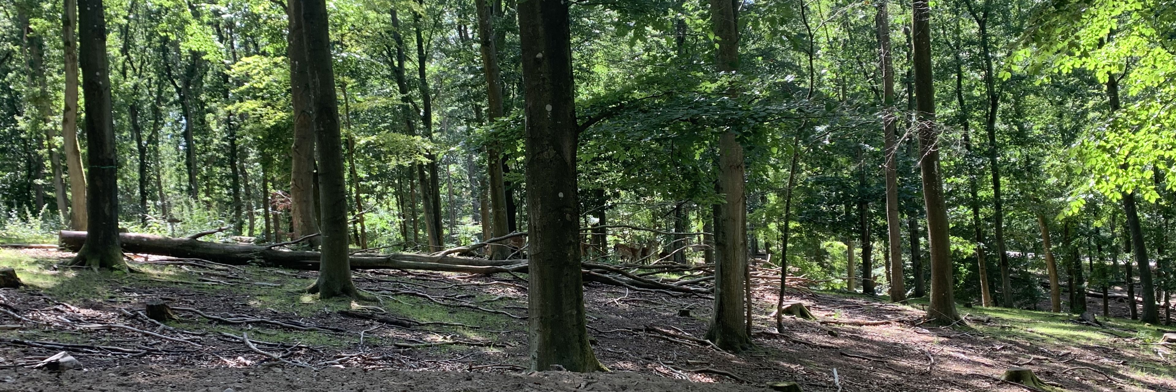 Dådyr i Randers Dyrehave